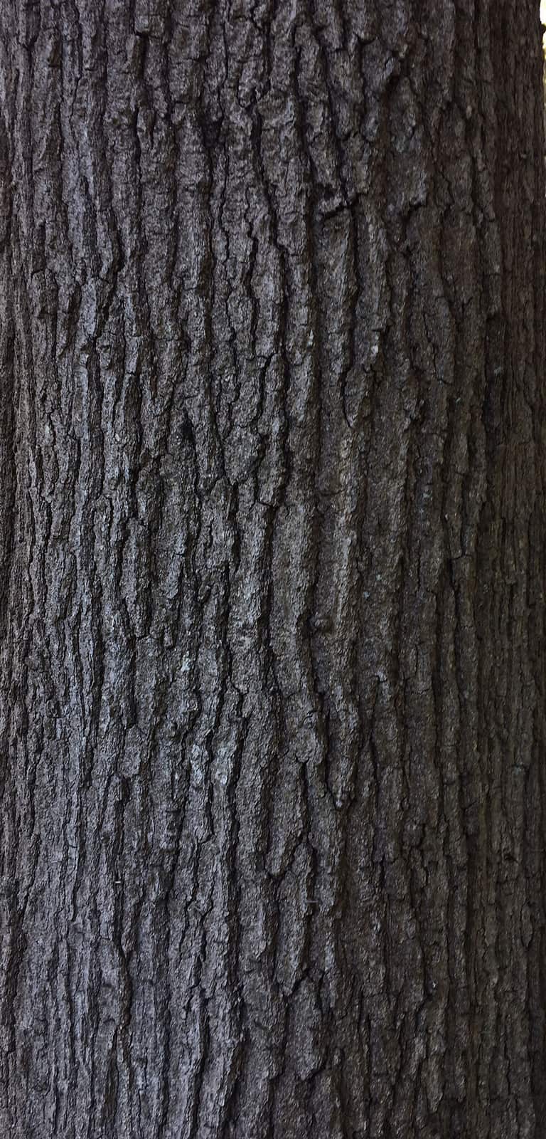 Completed tree work by J.R. Morgan Tree Service in Charlotte