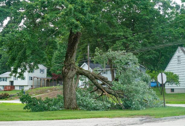 24-hour emergency tree service