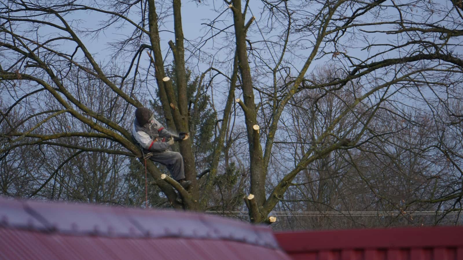 Tree health assessment