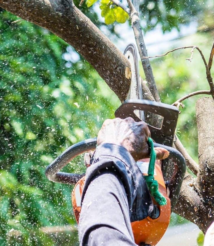 J.R. Morgan Tree Service founder and lead arborist